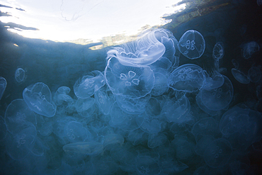 Aggregation of Moon Jellyfish, Aurelia aurita, Raja Ampat, West Papua, Indonesia