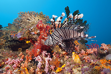 Lionfish over Coral Reef, Pterois volitans, Raja Ampat, West Papua, Indonesia