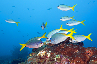 Shoal of Robust Fusiliers, Caesio cuning, Raja Ampat, West Papua, Indonesia