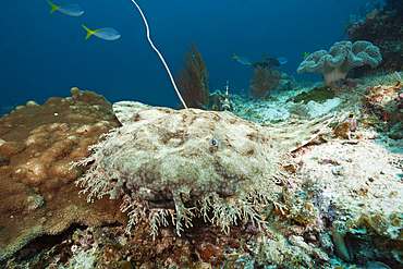 Tasselled Wobbegong, Eucrossorhinus dasypogon, Raja Ampat, West Papua, Indonesia