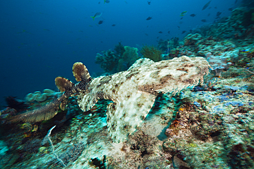 Tasselled Wobbegong, Eucrossorhinus dasypogon, Raja Ampat, West Papua, Indonesia