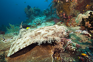 Tasselled Wobbegong, Eucrossorhinus dasypogon, Raja Ampat, West Papua, Indonesia