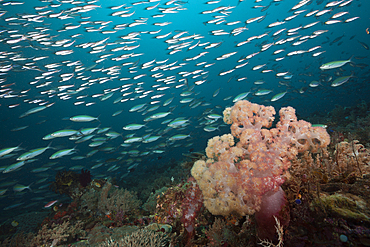 Mosaic Fusiliers over Coral Reef, Pterocaesio tesselata, Raja Ampat, West Papua, Indonesia