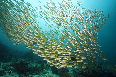 Shoal of Bengal Snapper and Big-eye Snapper, Lutjanus bengalensis, Lutjanus lutjanus, Raja Ampat, West Papua, Indonesia