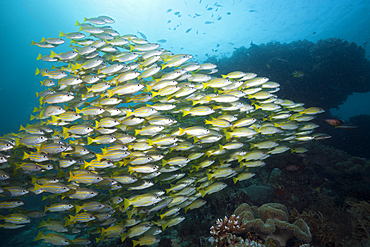 Shoal of Bengal Snapper and Big-eye Snapper, Lutjanus bengalensis, Lutjanus lutjanus, Raja Ampat, West Papua, Indonesia