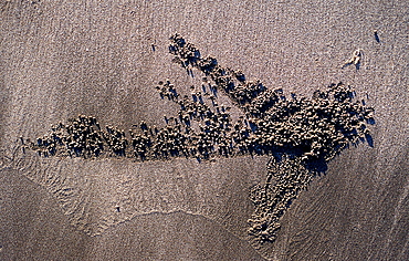 Sand formation, made by Ghost crab, Ocypodae sp., Indonesia, Indian Ocean, Bali