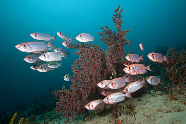 Shoal of Crescent-tail Bigeye, Priacanthus hamrur, Raja Ampat, West Papua, Indonesia