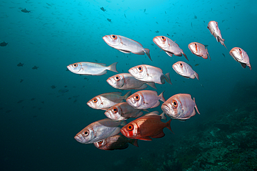 Shoal of Crescent-tail Bigeye, Priacanthus hamrur, Raja Ampat, West Papua, Indonesia