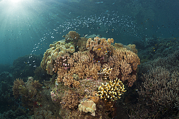 Coral Reef of Leather Corals, Raja Ampat, West Papua, Indonesia