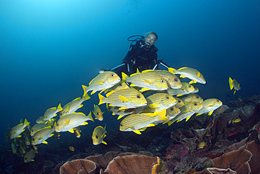 Shoal of Yellow-ribbon Sweetlips, Plectorhinchus polytaenia, Raja Ampat, West Papua, Indonesia