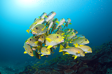 Shoal of Yellow-ribbon Sweetlips, Plectorhinchus polytaenia, Raja Ampat, West Papua, Indonesia