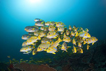 Shoal of Yellow-ribbon Sweetlips, Plectorhinchus polytaenia, Raja Ampat, West Papua, Indonesia