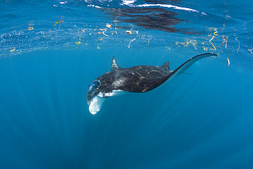 Reef Manta, Manta alfredi, Raja Ampat, West Papua, Indonesia