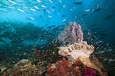 Coral Reef of Leather Corals, Raja Ampat, West Papua, Indonesia