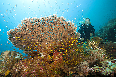 Pygmy Sweepers surrounding Coral Reef, Parapriacanthus ransonneti, Raja Ampat, West Papua, Indonesia