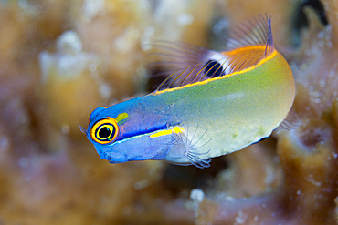 Tailspot Combtooth Blenny, Ecsenius stigmatura, Raja Ampat, West Papua, Indonesia