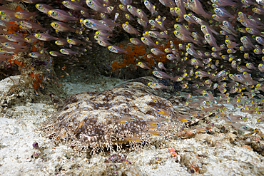 Tasselled Wobbegong, Eucrossorhinus dasypogon, Raja Ampat, West Papua, Indonesia