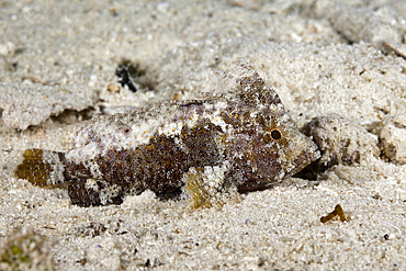 Whispy Waspfish, Paracentropogon longispinis, Raja Ampat, West Papua, Indonesia