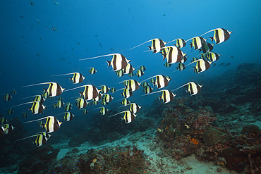 Shoal of Moorish Idol, Zanclus cornutus, Raja Ampat, West Papua, Indonesia