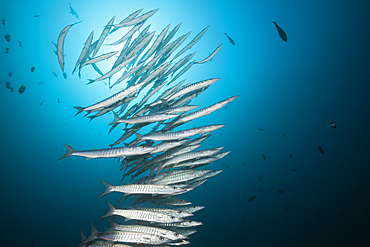 Shoal of Chevron Barracuda, Sphyraena qenie, Raja Ampat, West Papua, Indonesia