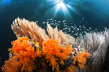 Corals growing near Mangroves, Raja Ampat, West Papua, Indonesia