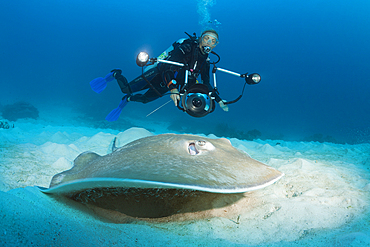 Pink Whipray, Himantura fai, Raja Ampat, West Papua, Indonesia