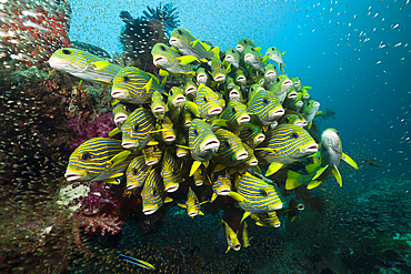 Shoal of Yellow-ribbon Sweetlips, Plectorhinchus polytaenia, Raja Ampat, West Papua, Indonesia