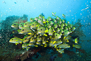 Shoal of Yellow-ribbon Sweetlips, Plectorhinchus polytaenia, Raja Ampat, West Papua, Indonesia