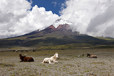 Wild Horses grazing near Cotopaxi, Cotopaxi National Park, Ecuador