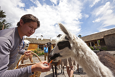 Lamas at Hacienda San Augustin de Callo, Lama glama, Cotopaxi National Park, Ecuador