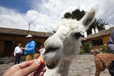 Lamas at Hacienda San Augustin de Callo, Lama glama, Cotopaxi National Park, Ecuador