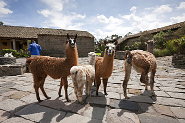 Lamas at Hacienda San Augustin de Callo, Lama glama, Cotopaxi National Park, Ecuador