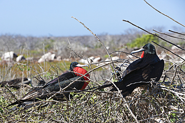 Magnificent Frigatebird, Fregata magnificens, North Seymour, Galapagos, Ecuador