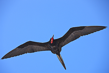 Magnificent Frigatebird in flight, Fregata magnificens, North Seymour, Galapagos, Ecuador