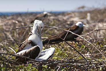 Great Frigatebird, Fregata minor, North Seymour, Galapagos, Ecuador