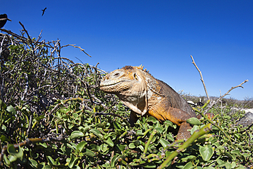 Galapagos Land Iguana, Conolophus subcristatus, North Seymour, Galapagos, Ecuador