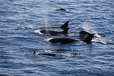 Orca Killer Whale, Orcinus orca, Isabela Island, Galapagos, Ecuador