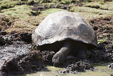 Galapagos Giant Tortoise, Chelonoidis nigra, Santa Cruz Island, Galapagos, Ecuador