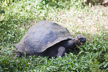 Galapagos Giant Tortoise, Chelonoidis nigra, Santa Cruz Island, Galapagos, Ecuador