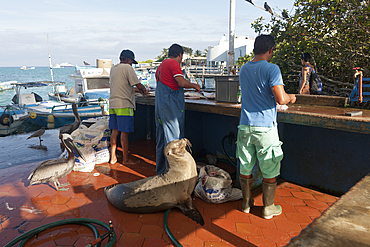 Local Fish Market, Puerto Ayora, Santa Cruz Island, Galapagos, Ecuador