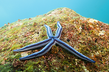 Blue Starfish, Phataria unifascialis, Baltra Island, Galapagos, Ecuador