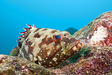 Flag Cabrilla, Epinephelus labriformis, North Seymour, Galapagos, Ecuador