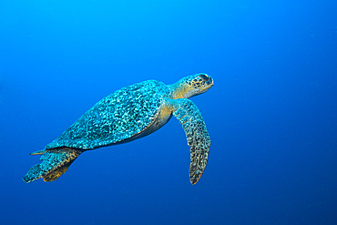 Green Sea Turtle, Chelonia mydas, Arch, Darwin Island, Galapagos, Ecuador