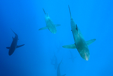 Silky Sharks, Carcharhinus falciformis, Arch, Darwin Island, Galapagos, Ecuador