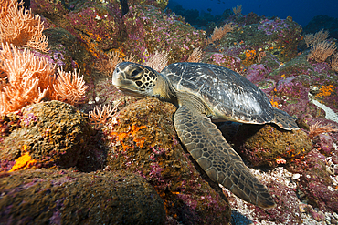 Green Sea Turtle, Chelonia mydas, Arch, Darwin Island, Galapagos, Ecuador