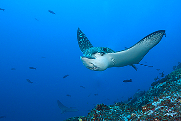 Spotted Eagle Ray, Aetobatus narinari, Wolf Island, Galapagos, Ecuador