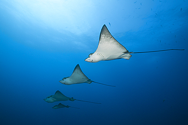 Spotted Eagle Ray, Aetobatus narinari, Wolf Island, Galapagos, Ecuador