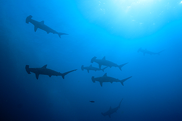 Scalloped Hammerhead Sharks, Sphyrna lewini, Wolf Island, Galapagos, Ecuador