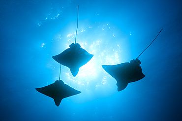 Spotted Eagle Ray, Aetobatus narinari, Wolf Island, Galapagos, Ecuador