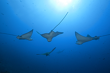 Spotted Eagle Ray, Aetobatus narinari, Wolf Island, Galapagos, Ecuador